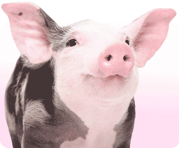 pet animal reiki services