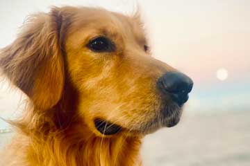 reiki animal circles