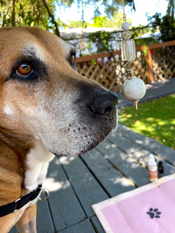 what is reiki? 6 HowlingOM