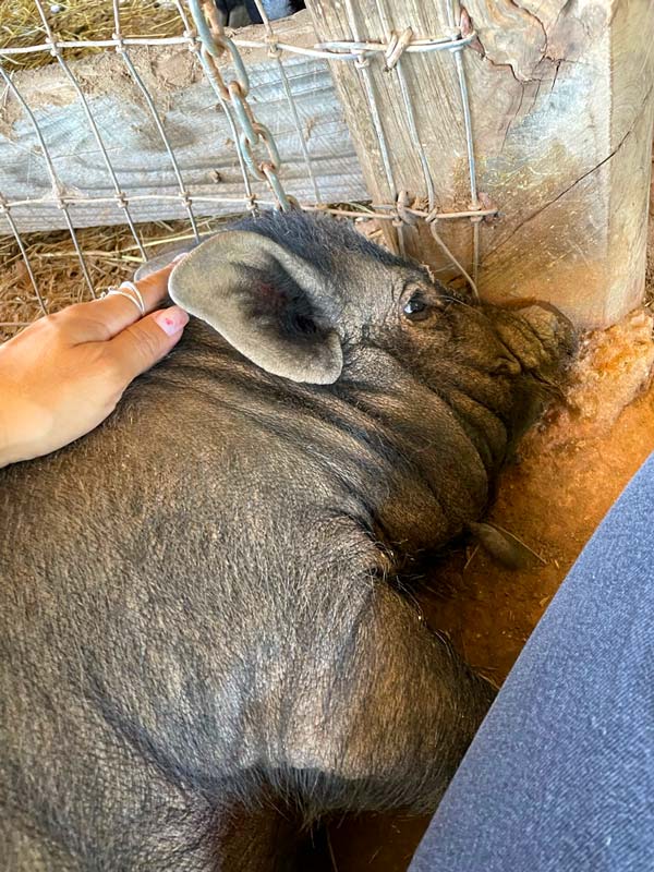 benefits of reiki howlingom 03