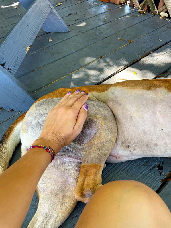 Benefits of Reiki - Reiki for animals has the power to soothe, heal, relax & energize.