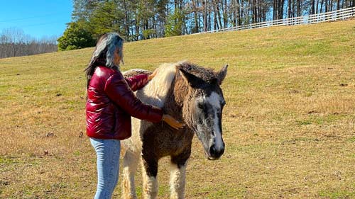 Benefits of Reiki - howlingom - pet & animal reiki