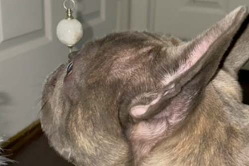 reiki services distance sessions