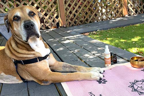 reiki services pet bonding