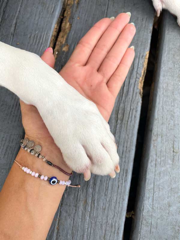 howlingom-animal-healing